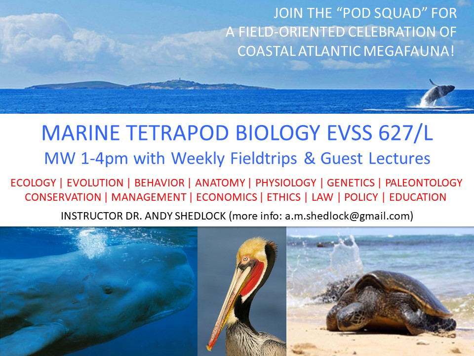 marine tetrapod biology